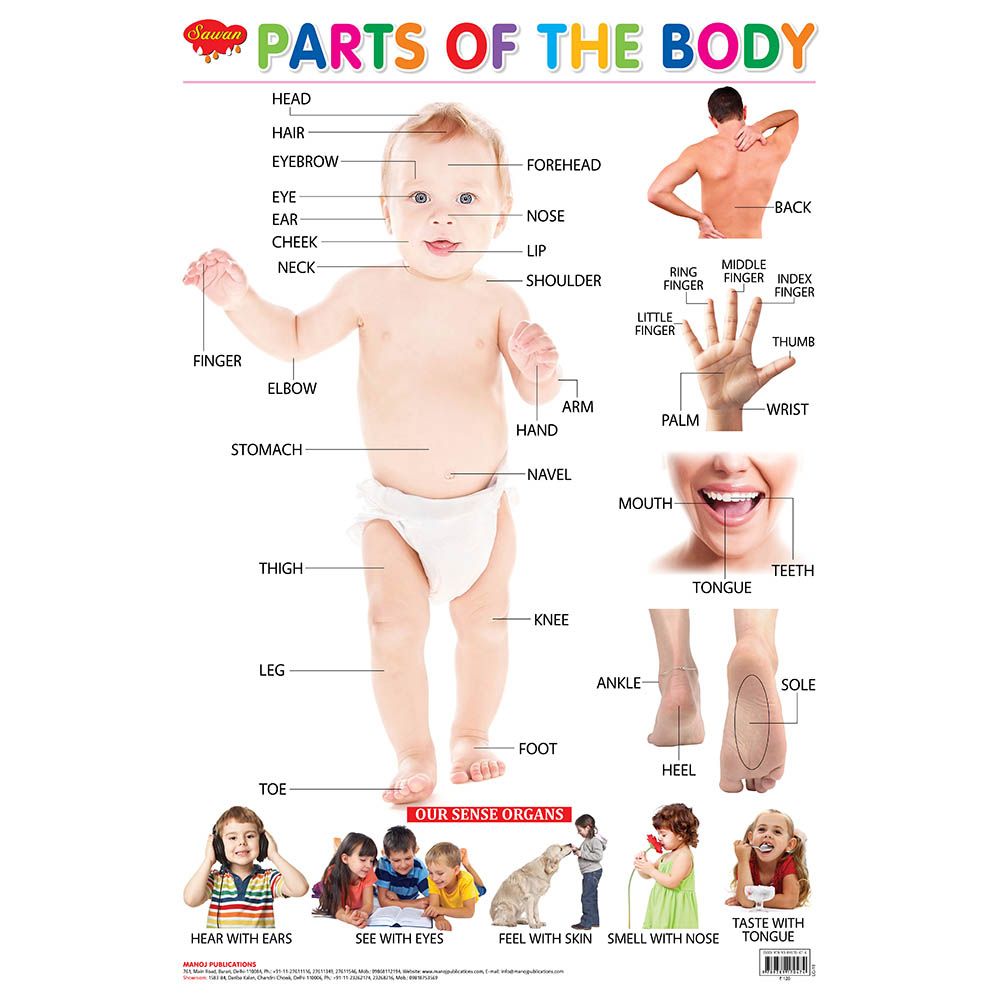 Sawan Charts - Part Of The Body